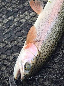Rainbow Trout At Boyd Can Be Fast Action